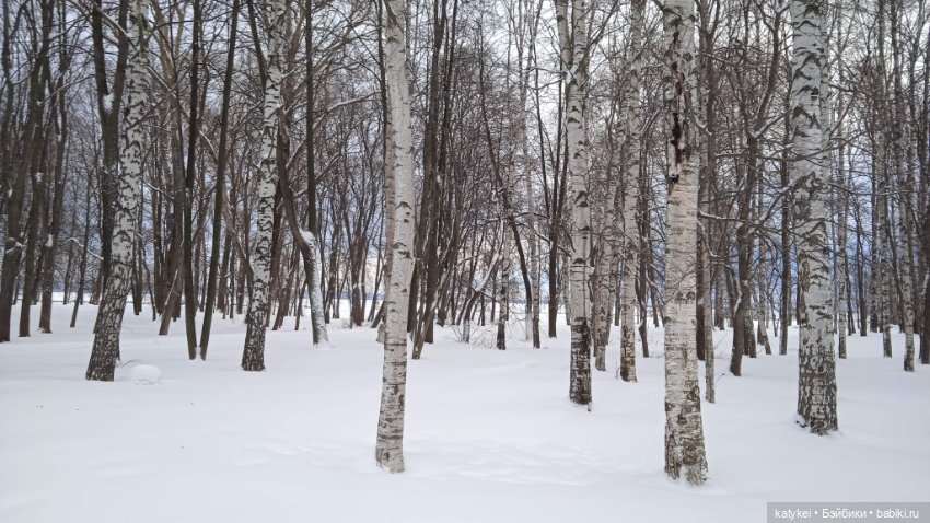 Жёлтая кошечка в переноске и другие