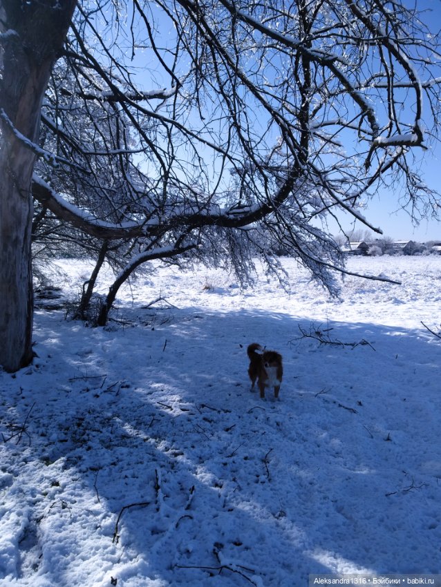 И к нам пришла зима❄️ — Туризм и путешествия: фотоотчеты из поездок (фото 2)