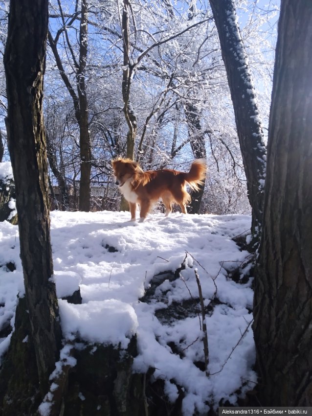 И к нам пришла зима❄️ — Туризм и путешествия: фотоотчеты из поездок (фото 8)