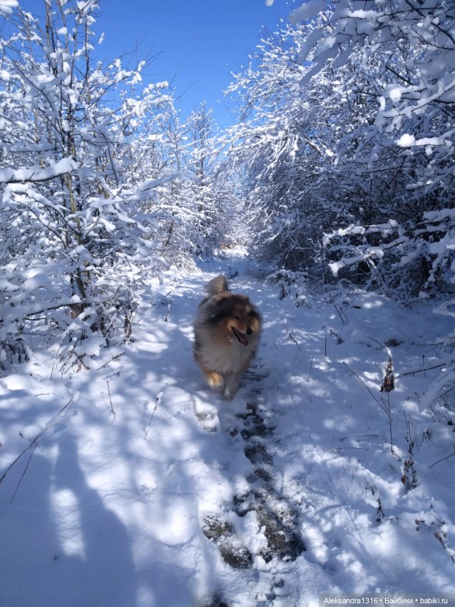 И к нам пришла зима❄️ — Туризм и путешествия: фотоотчеты из поездок (фото 6)