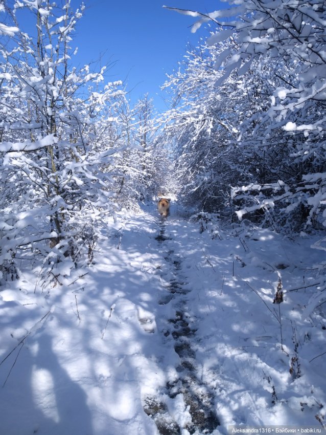 И к нам пришла зима❄️ — Туризм и путешествия: фотоотчеты из поездок