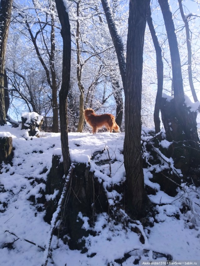 И к нам пришла зима❄️ — Туризм и путешествия: фотоотчеты из поездок