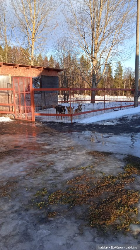 Крещенские купания и валяния в снегу с Ли-Мурр