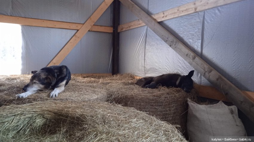 Крещенские купания и валяния в снегу с Ли-Мурр