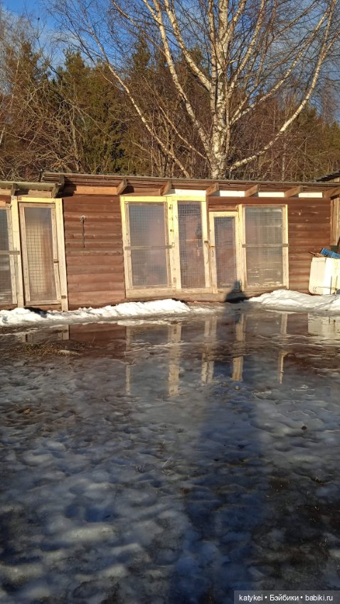 Крещенские купания и валяния в снегу с Ли-Мурр