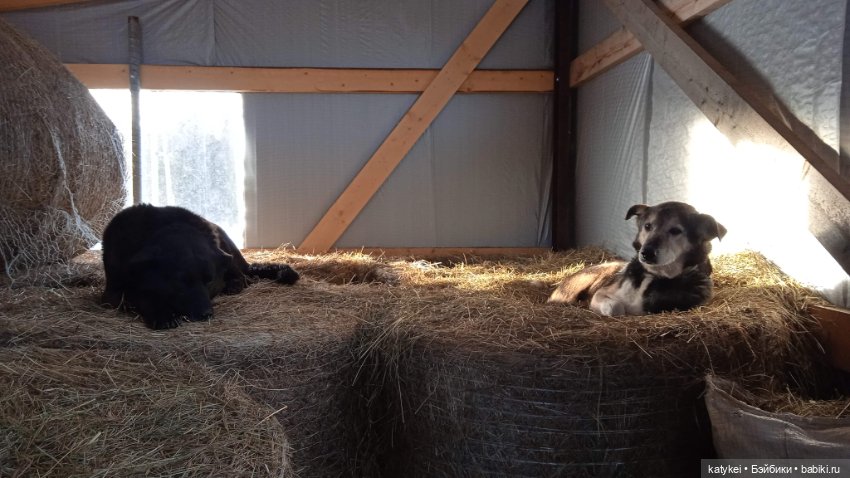 Крещенские купания и валяния в снегу с Ли-Мурр