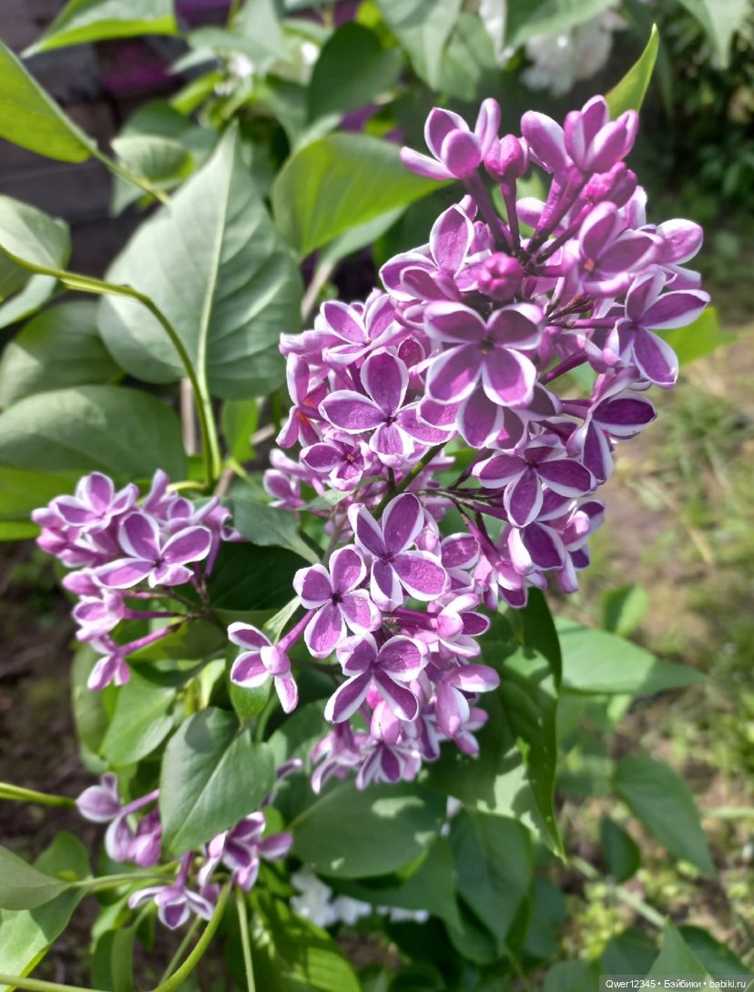 Сирень -прекрасное украшение сада💕