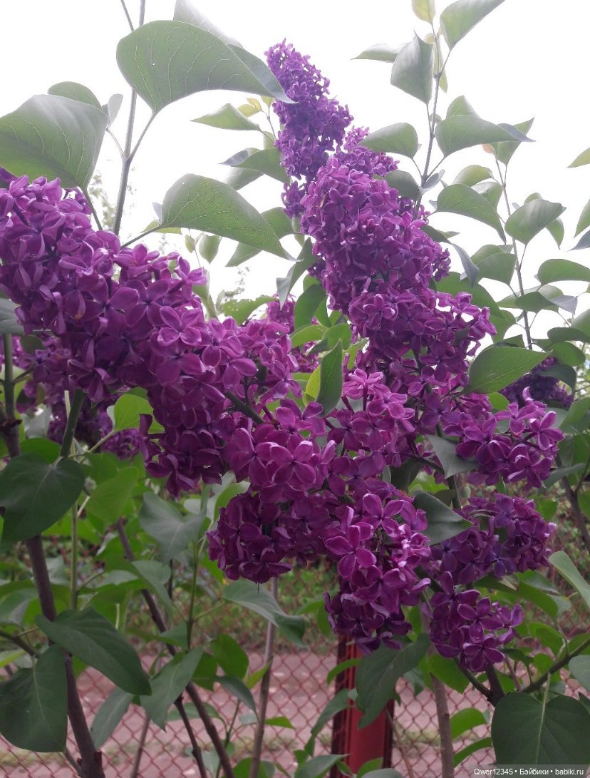Сирень -прекрасное украшение сада💕