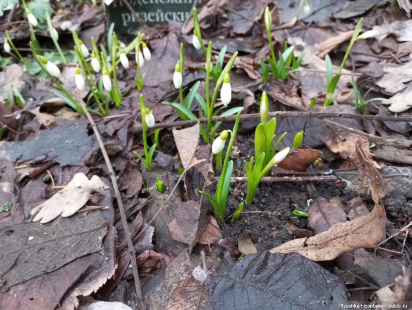 Камелия, Аптекарский огород и январские подснежники