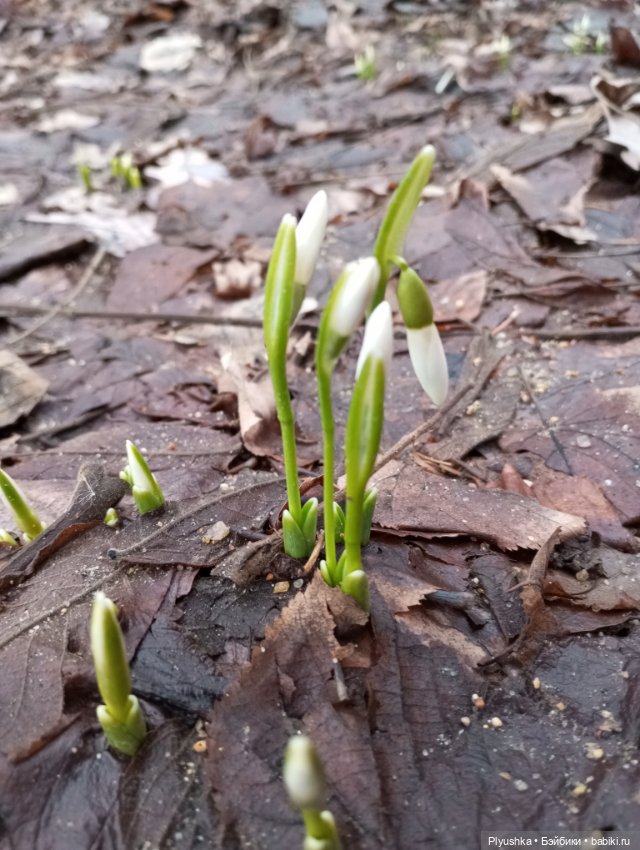 Камелия, Аптекарский огород и январские подснежники (фото 10)