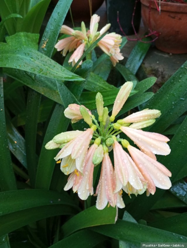 Китайский Новый год с Блу и Ви