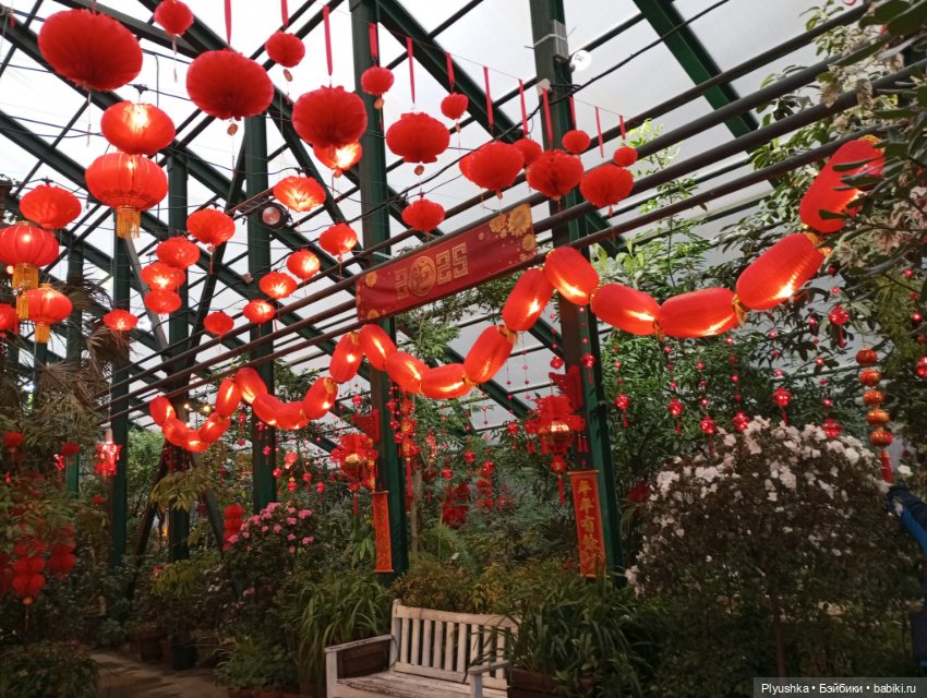 Китайский Новый год с Блу и Ви (фото 6)