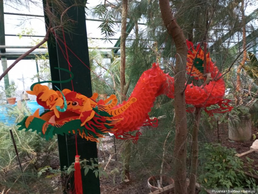 Китайский Новый год с Блу и Ви