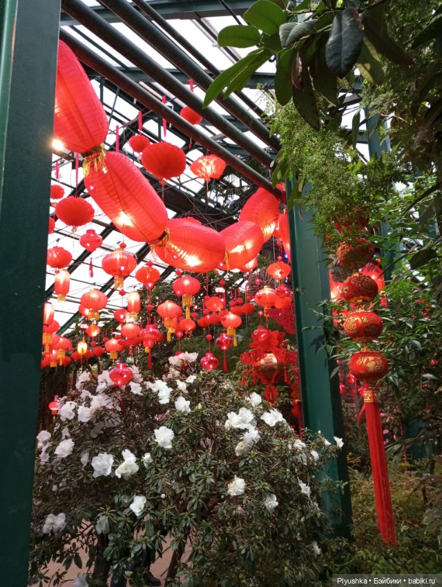 Китайский Новый год с Блу и Ви