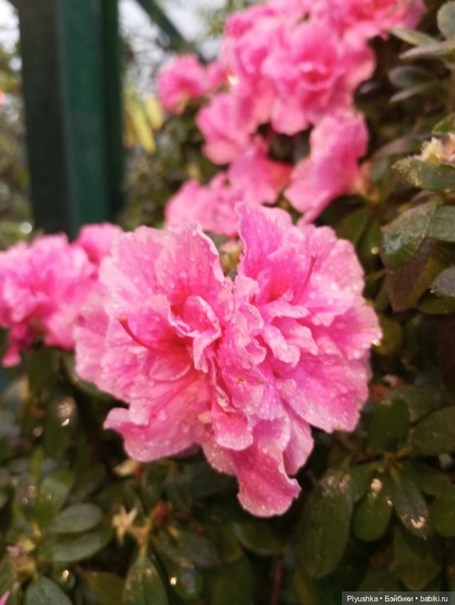 Китайский Новый год с Блу и Ви