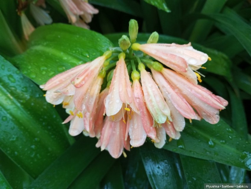 Китайский Новый год с Блу и Ви