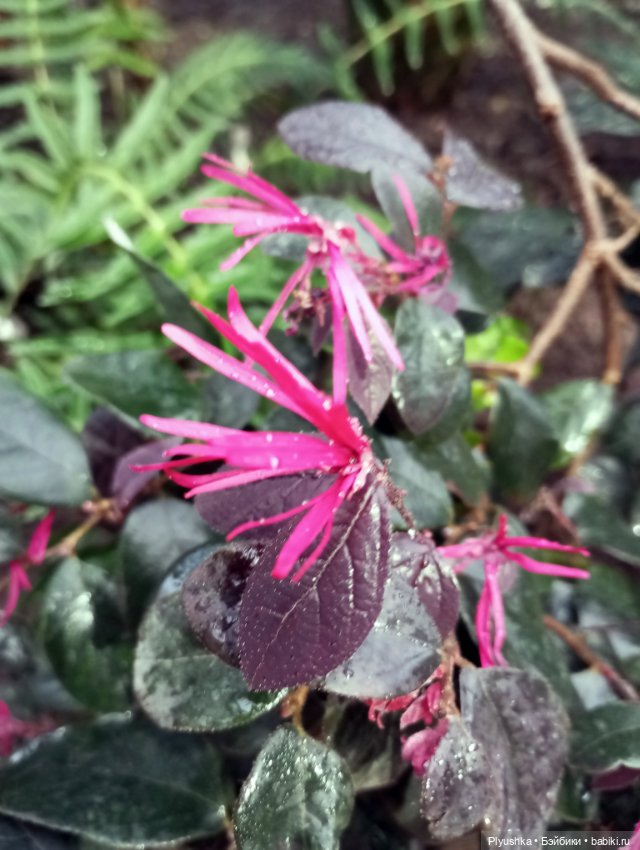 Китайский Новый год с Блу и Ви