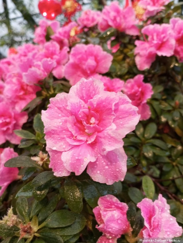 Китайский Новый год с Блу и Ви