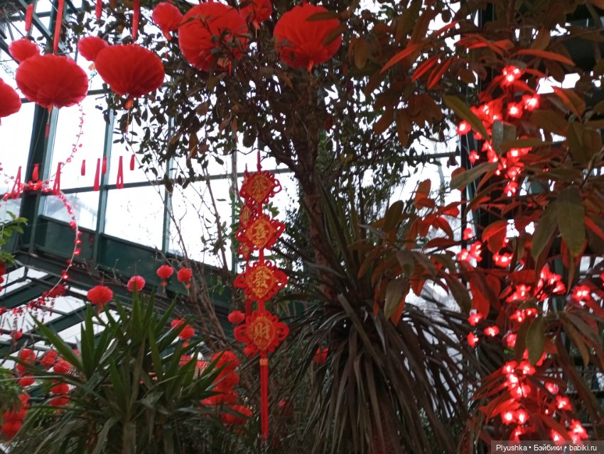 Китайский Новый год с Блу и Ви