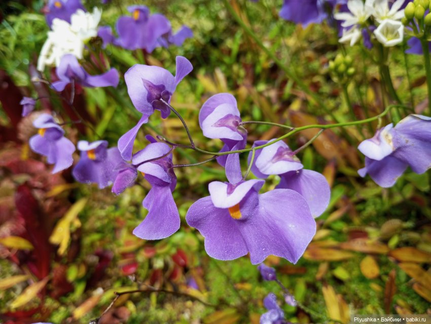 Китайский Новый год с Блу и Ви