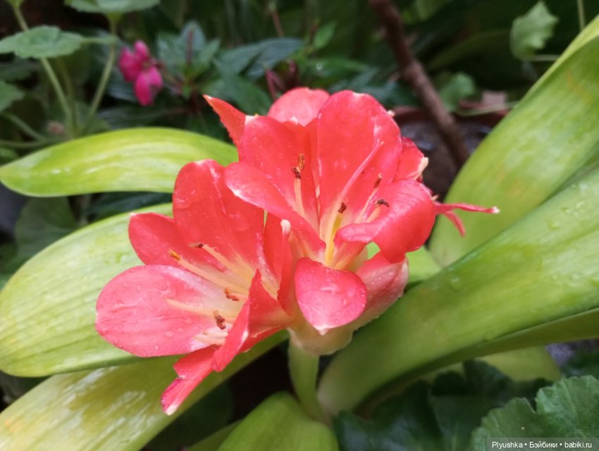 Китайский Новый год с Блу и Ви