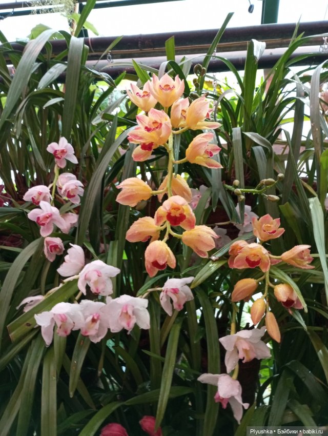 Китайский Новый год с Блу и Ви