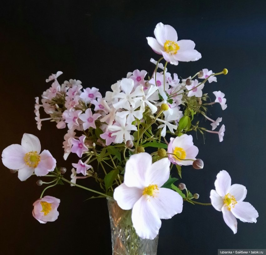 "...за окнами август..."🌾🌻
