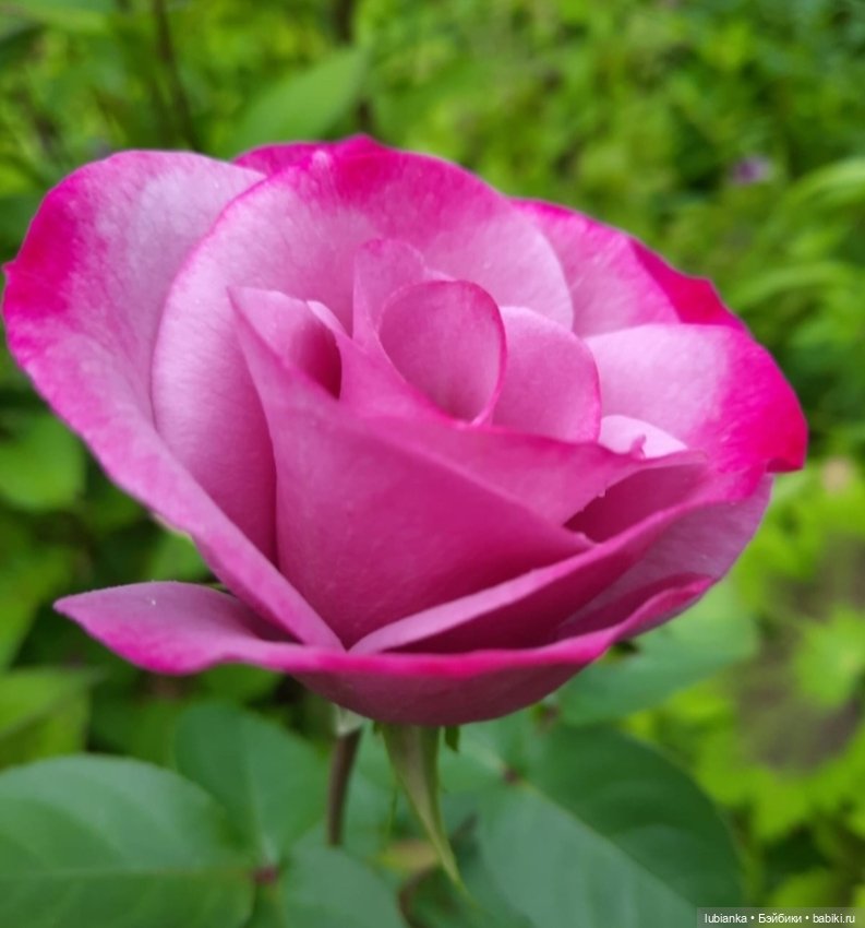 "...за окнами август..."🌾🌻 (фото 7)