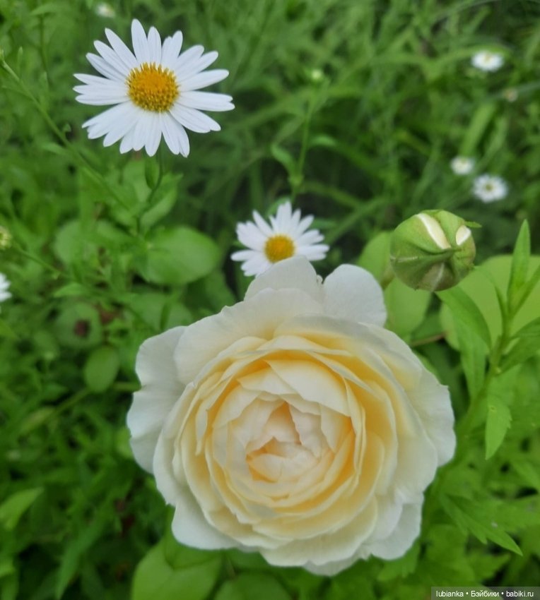 "...за окнами август..."🌾🌻 (фото 8)