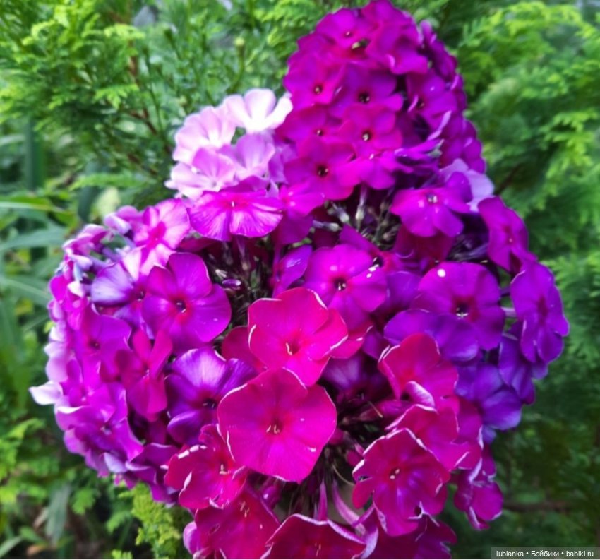 "...за окнами август..."🌾🌻