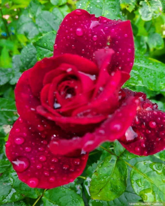 "...за окнами август..."🌾🌻