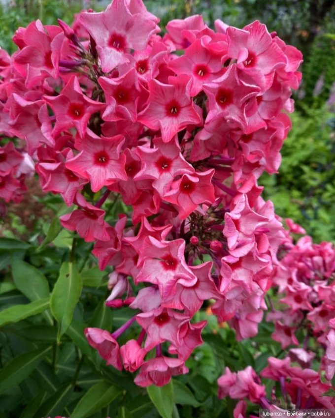 "...за окнами август..."🌾🌻