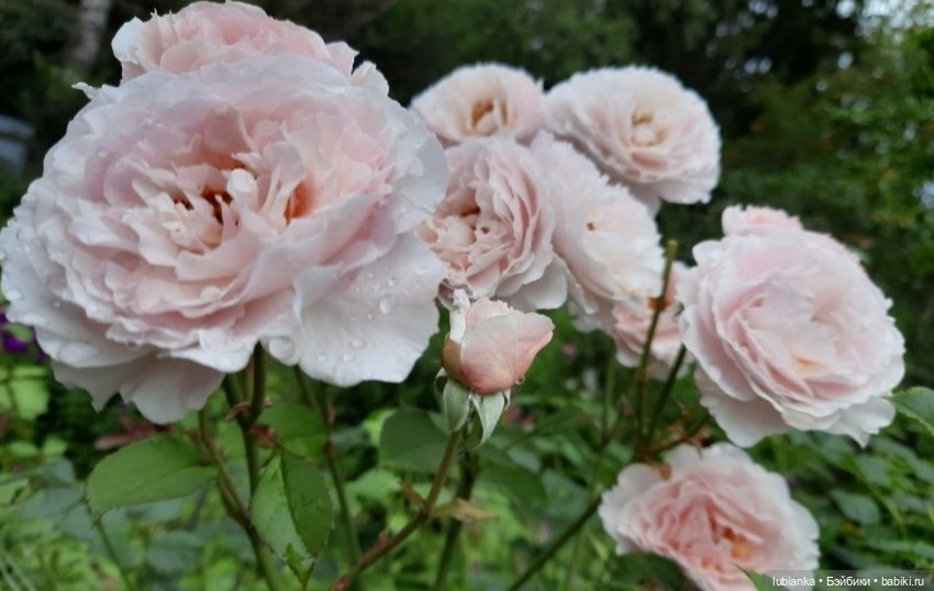 "...за окнами август..."🌾🌻 (фото 10)