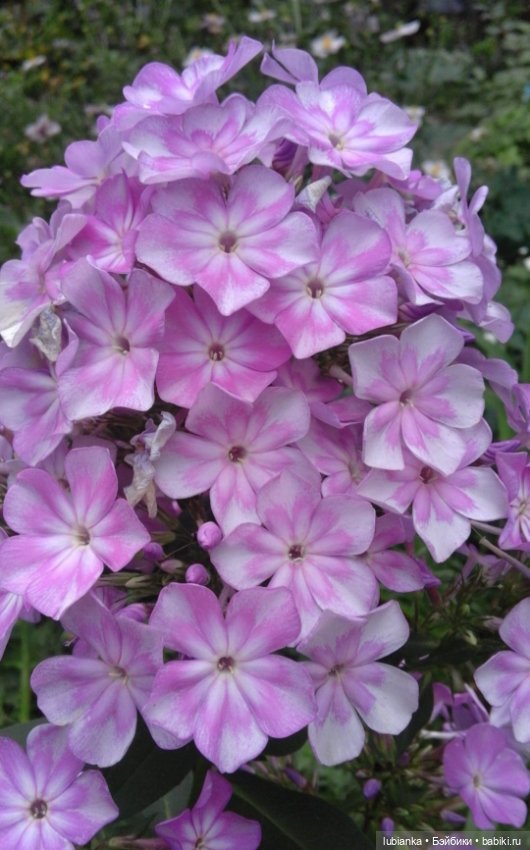 "...за окнами август..."🌾🌻