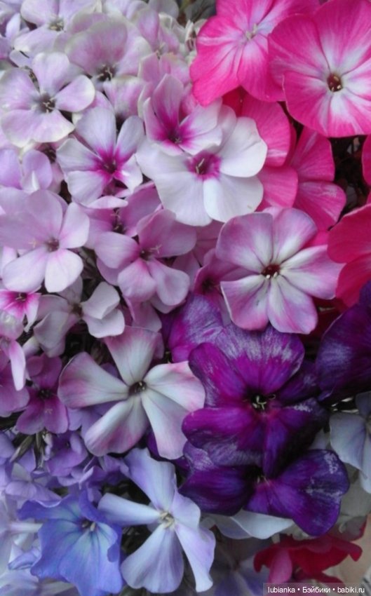 "...за окнами август..."🌾🌻