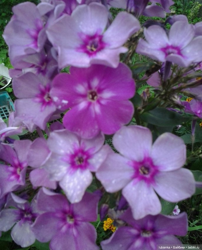 "...за окнами август..."🌾🌻