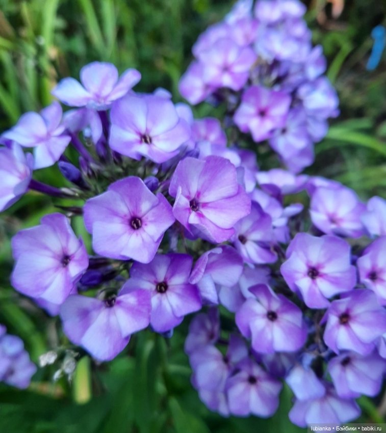 "...за окнами август..."🌾🌻