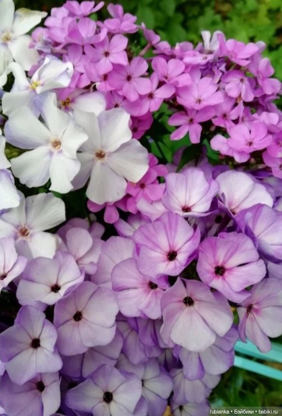 "...за окнами август..."🌾🌻