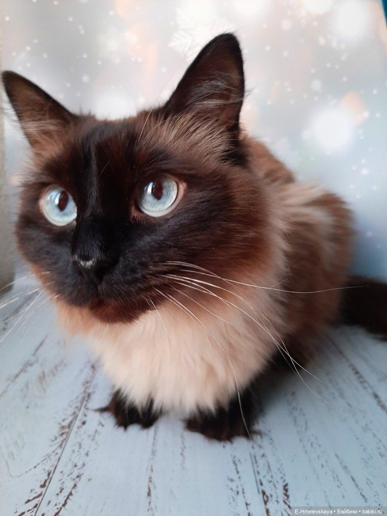 Мои куклы: Эльза, Злата, Лиза и Милана