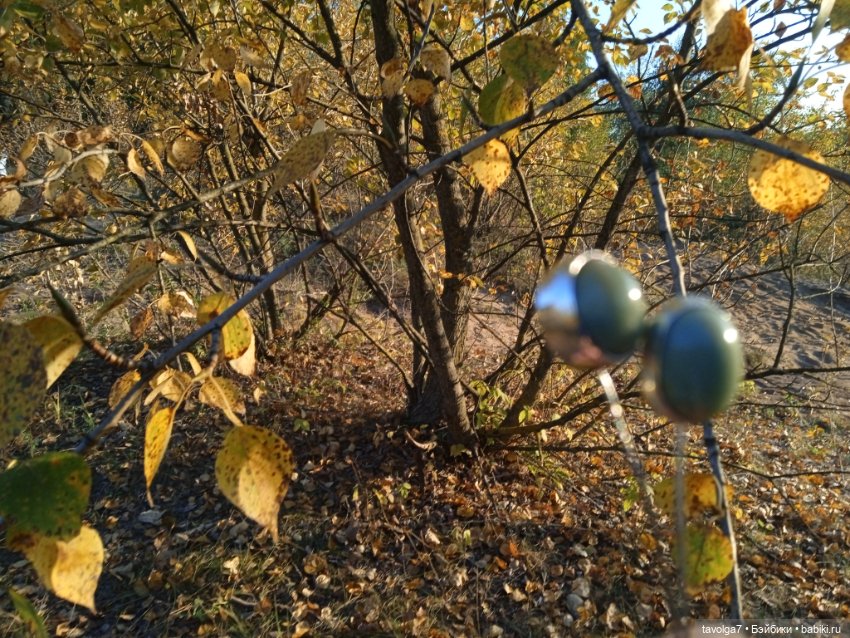 31 января - День Ювелира — Другие хобби и увлечения: сад (фото 6)