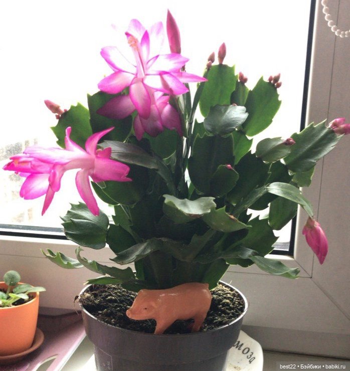 Карманный поросенок — Игрушки СССР и советского детства: резиновые (фото 3)