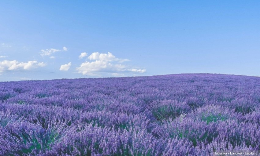 Люсиль💜 — Домашние коллекции кукол: фото собраний (фото 2)