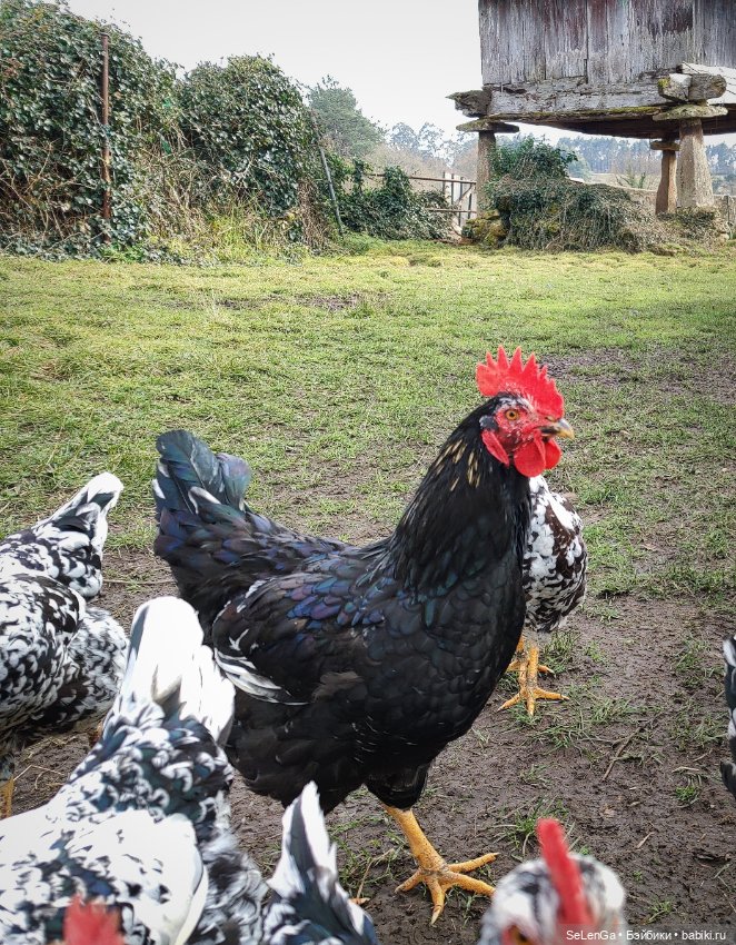 Мурочка катается — Игровые куклы разных производителей (Разное): редкие бренды