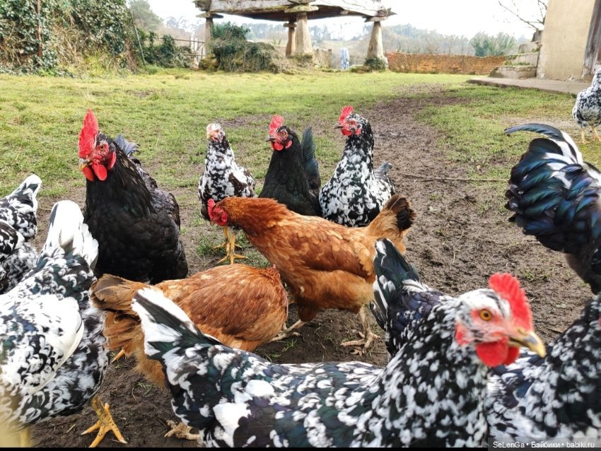 Мурочка катается — Игровые куклы разных производителей (Разное): редкие бренды