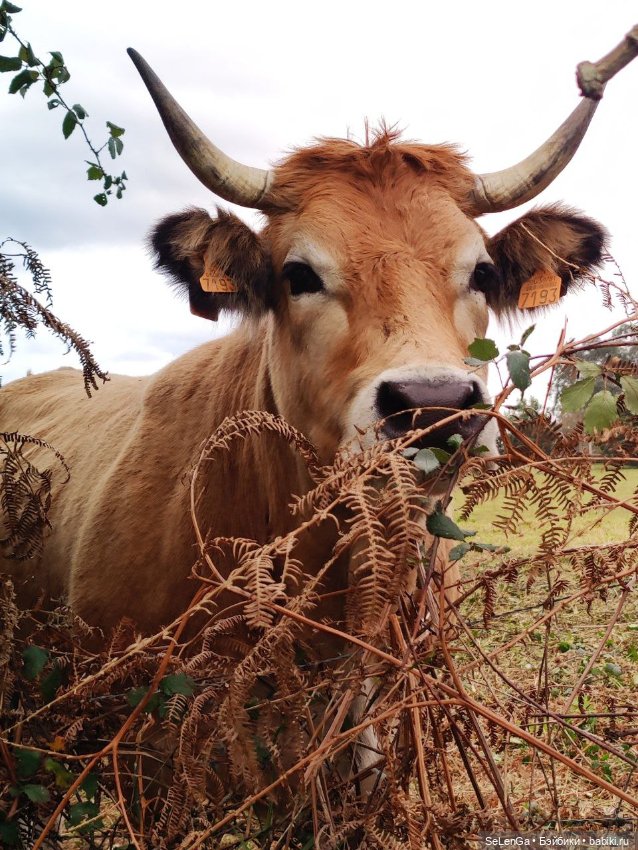 Мурочка катается — Игровые куклы разных производителей (Разное): редкие бренды