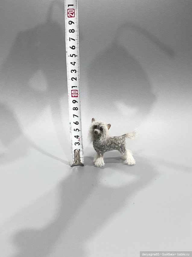 Китайская хохлатая собачка (фото 5)