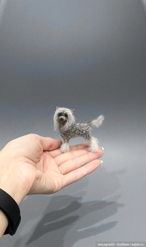 Китайская хохлатая собачка (фото 10)