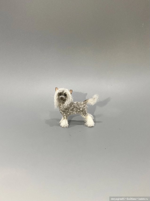 Китайская хохлатая собачка (фото 8)