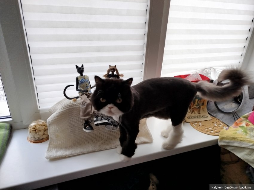 Кот и Кит. От всего сердца (фото 9)