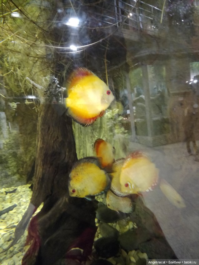 Ева в экзотариуме — Мягкие игровые и текстильные куклы: тряпичные